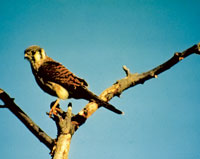 Photo of a female kestral bird